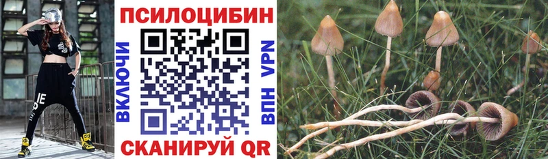 Псилоцибиновые грибы мицелий как найти наркотики Нефтегорск
